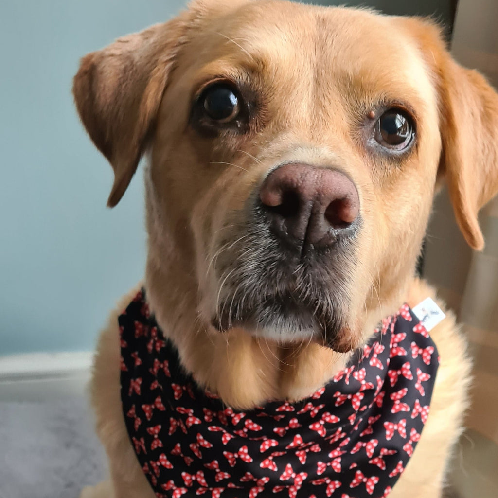 Dog bows and deals bandanas