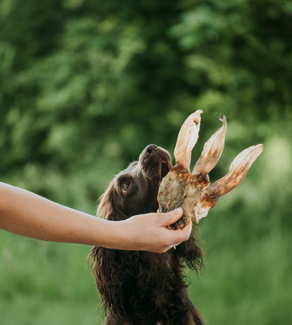 Happy Tails 