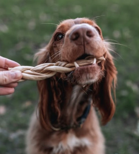 Happy Tails 