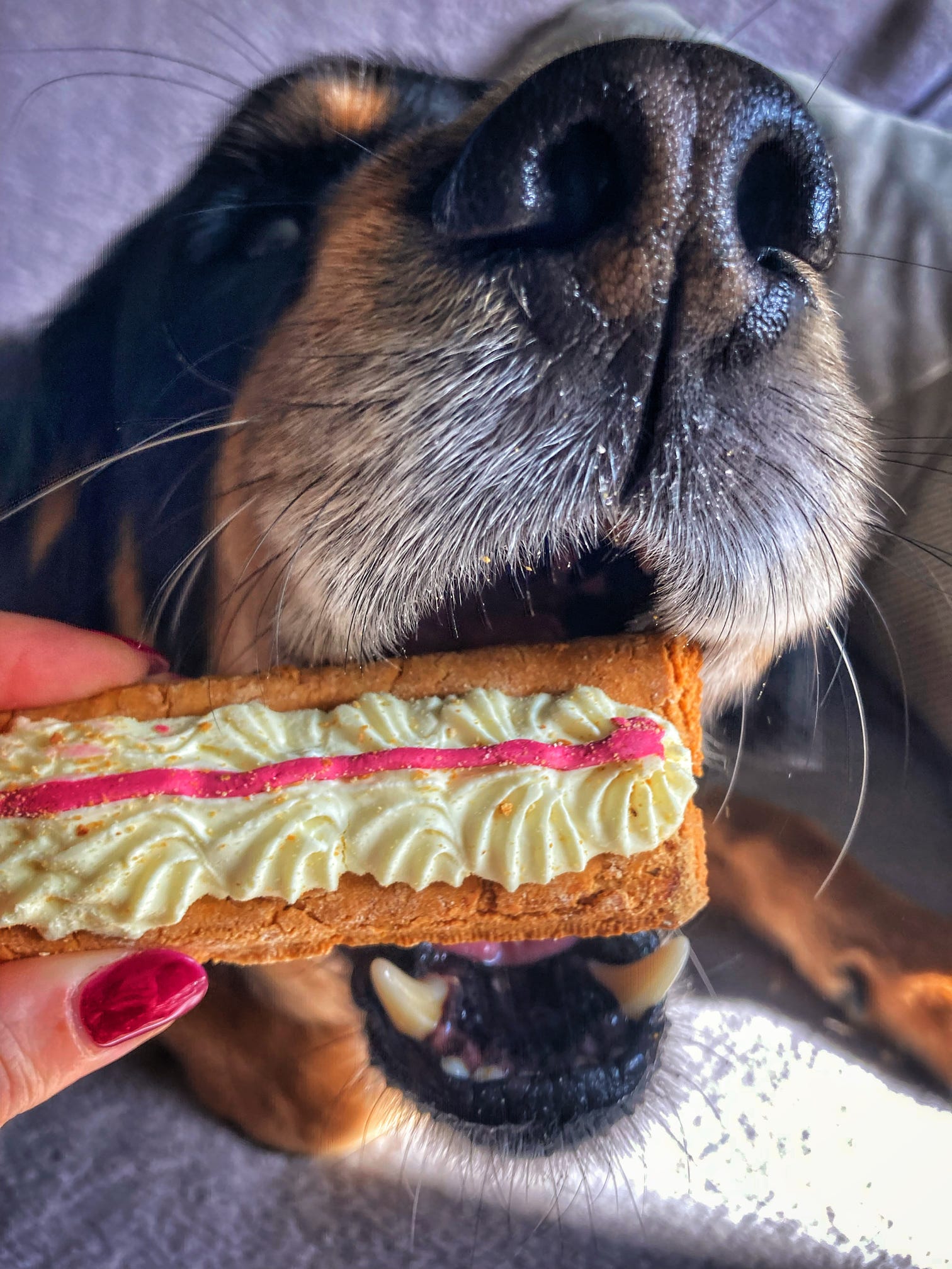 Happy Tails 