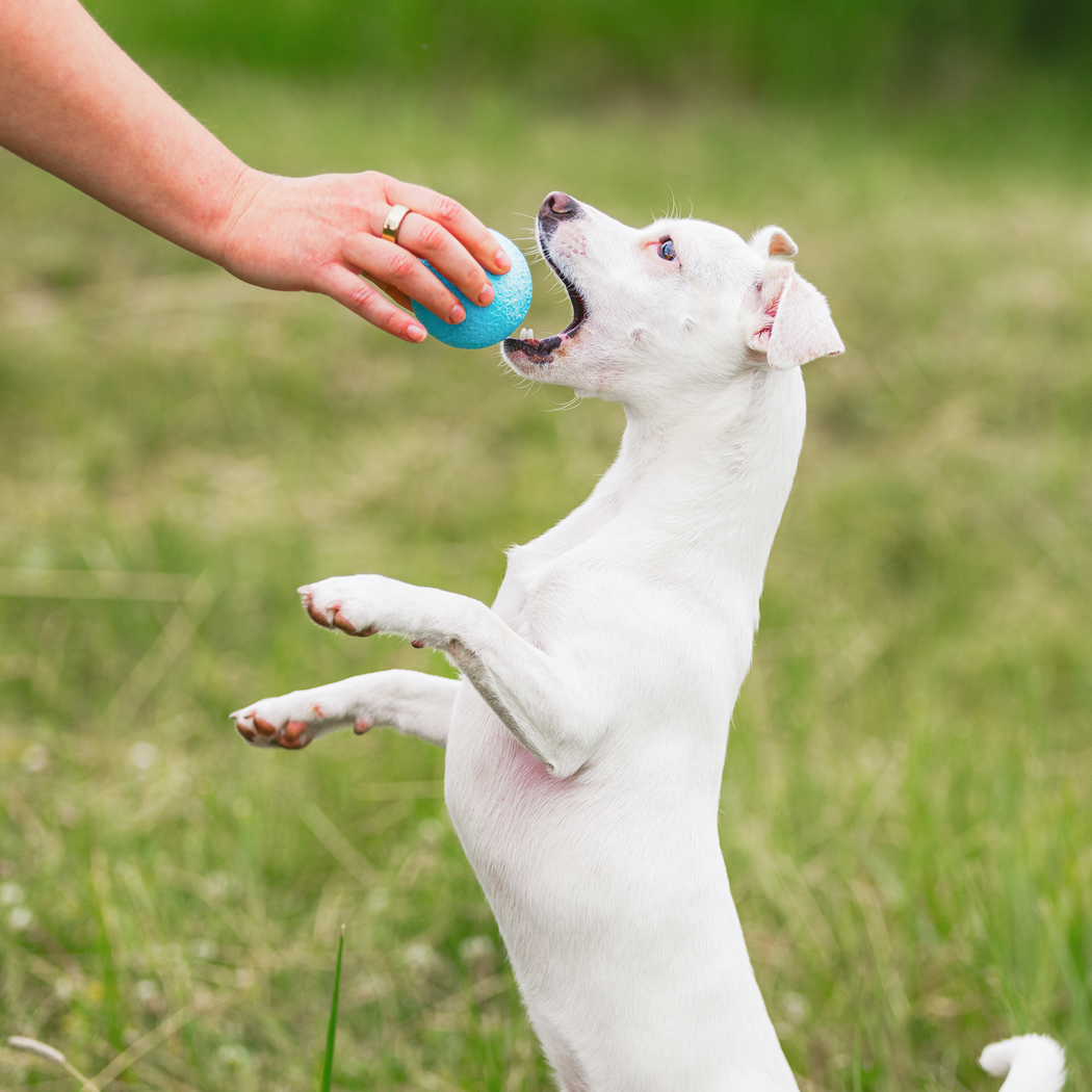 Happy Tails 