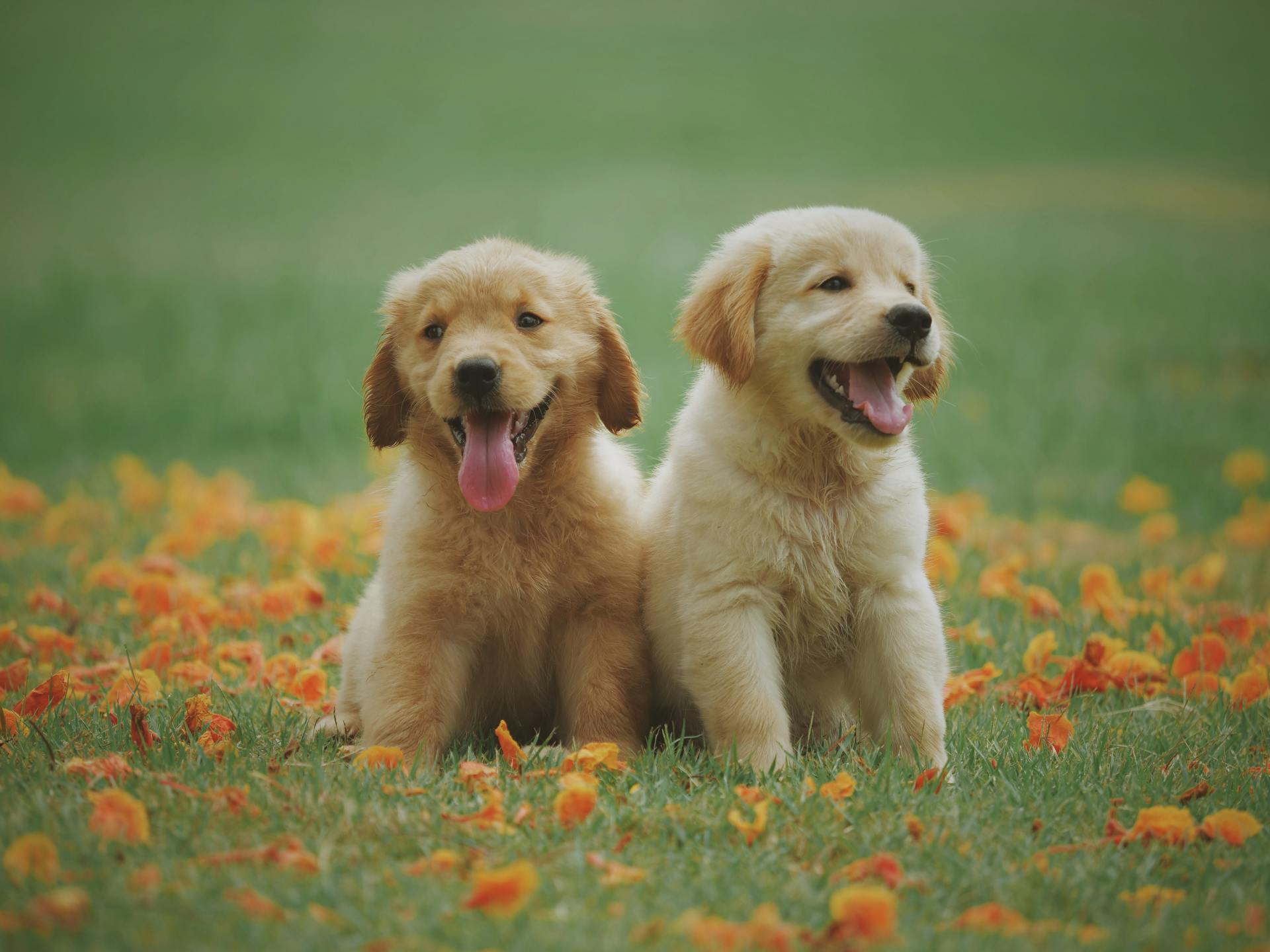 Happy Tails 